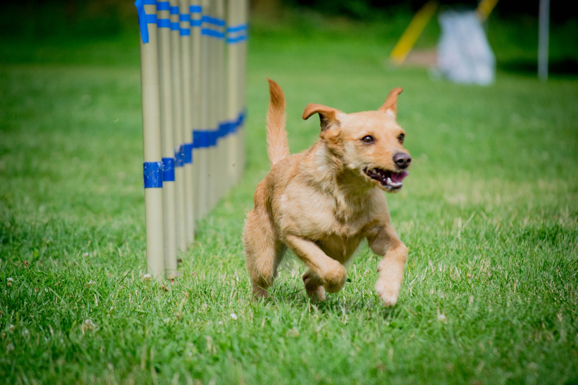 Kiki, teriér z útulku  a její nadšení pro agility.          V roce 2024 jsme třetím rokem obhájily zkoušku A3 Champion.