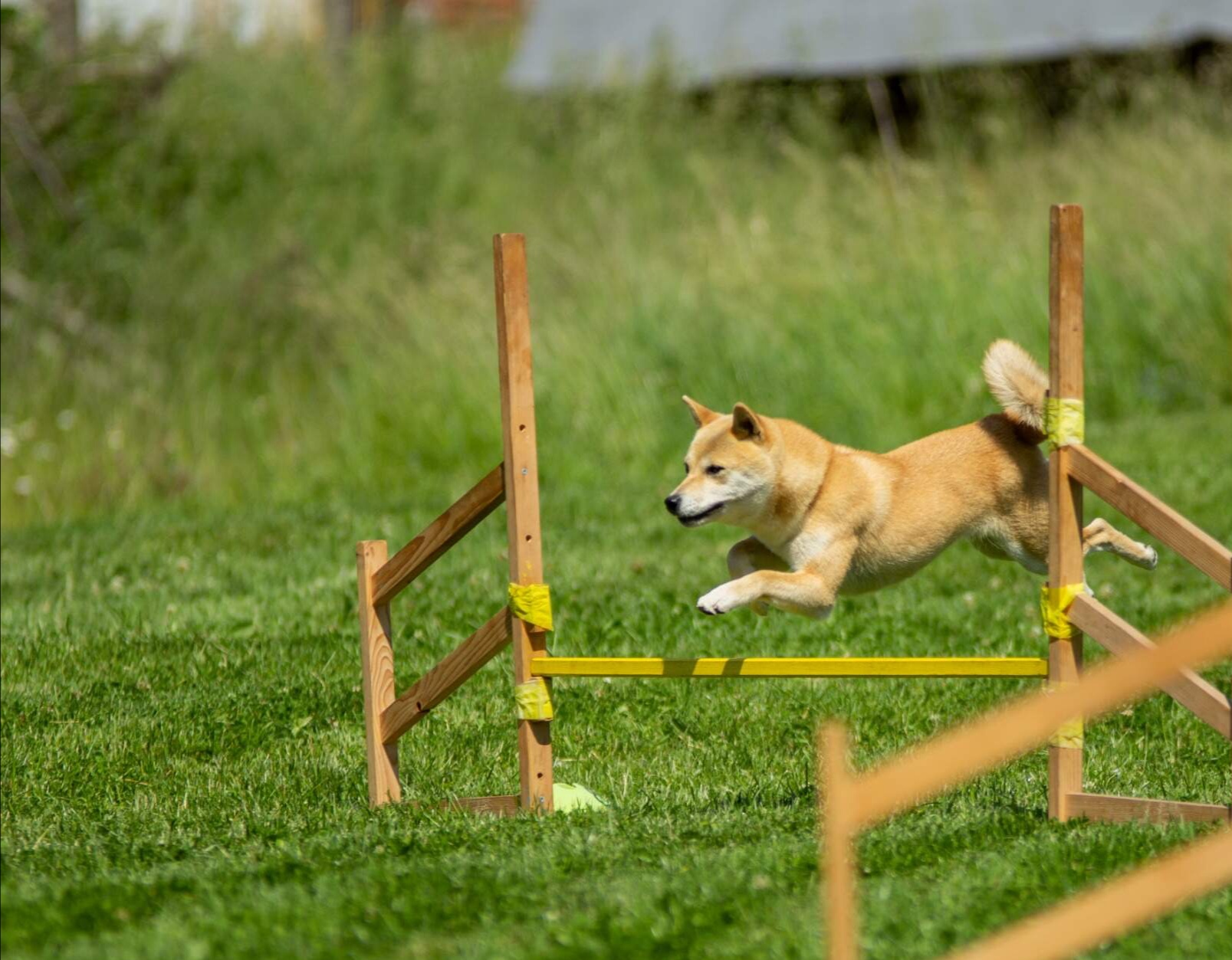Synova shiba-inu při tréninku 